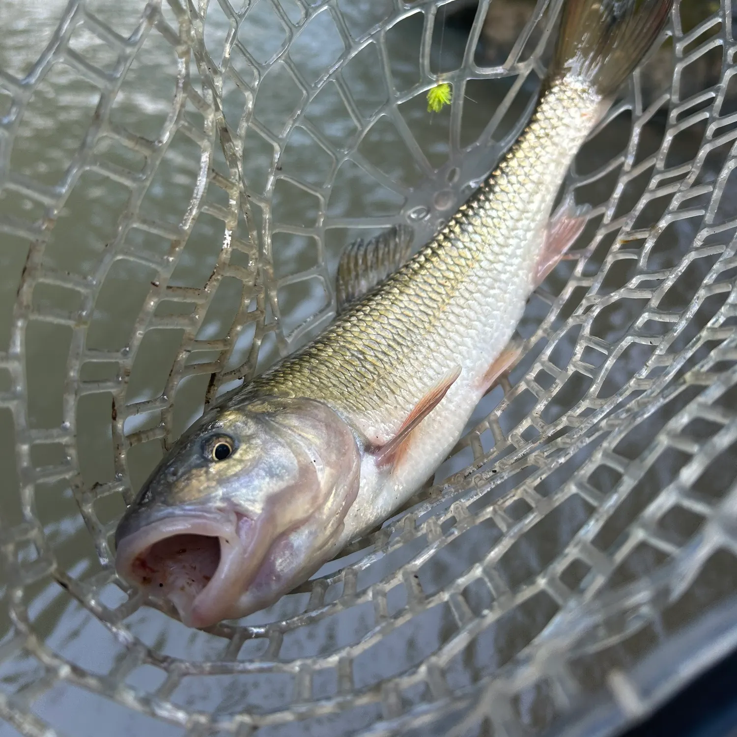 Hornyhead chub caught on Fishbrain