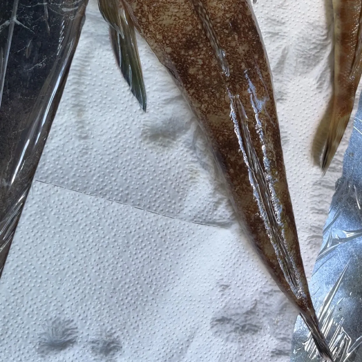 Fish caught on Fishbrain
