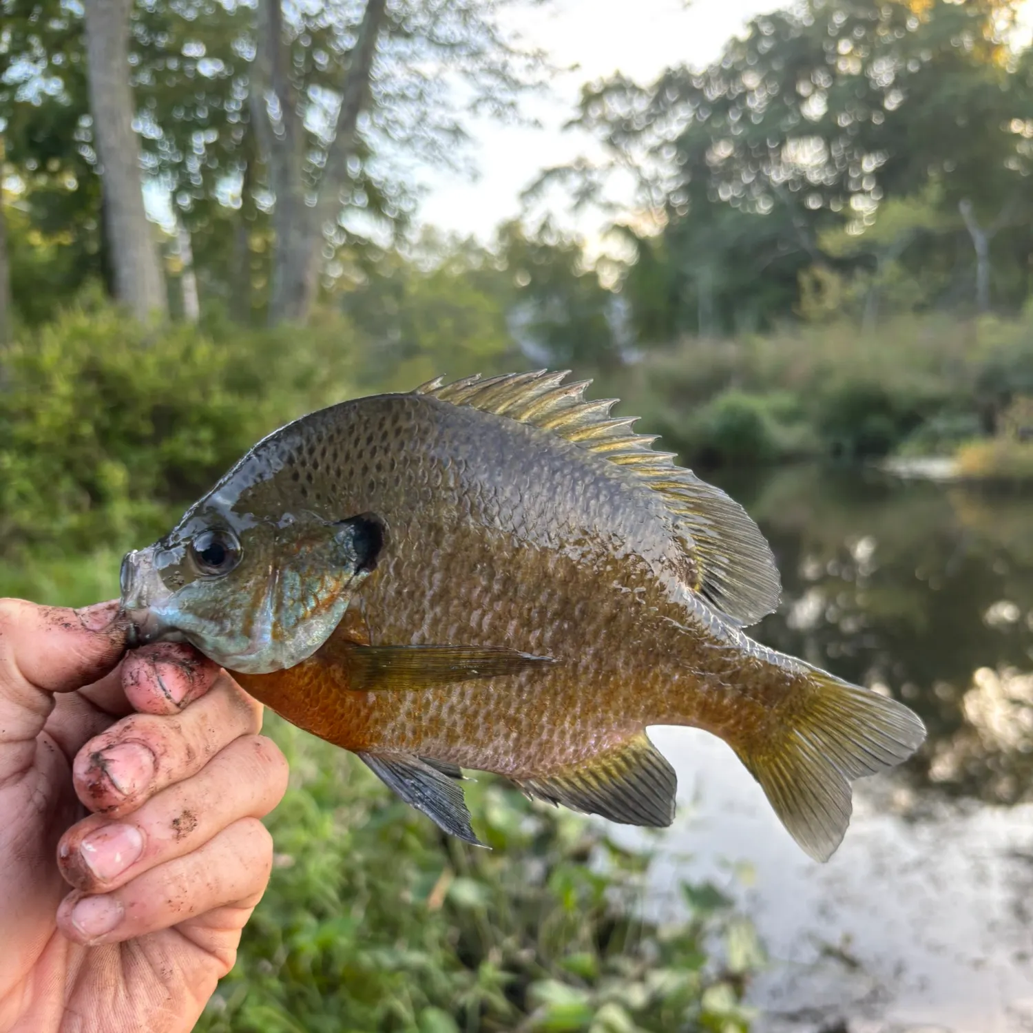 Bluegill caught on Fishbrain