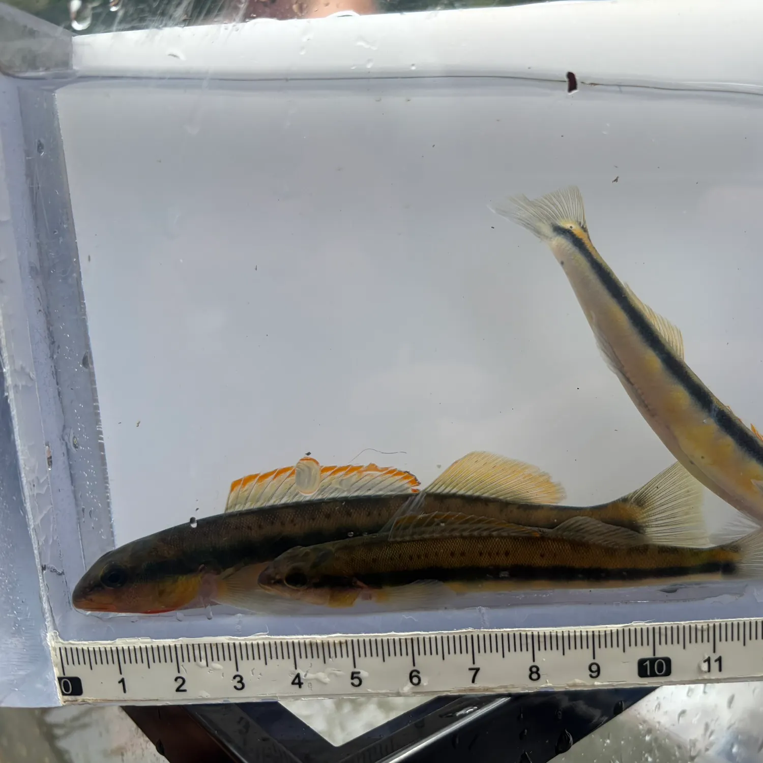 The most recent Tangerine darter catches on Fishbrain