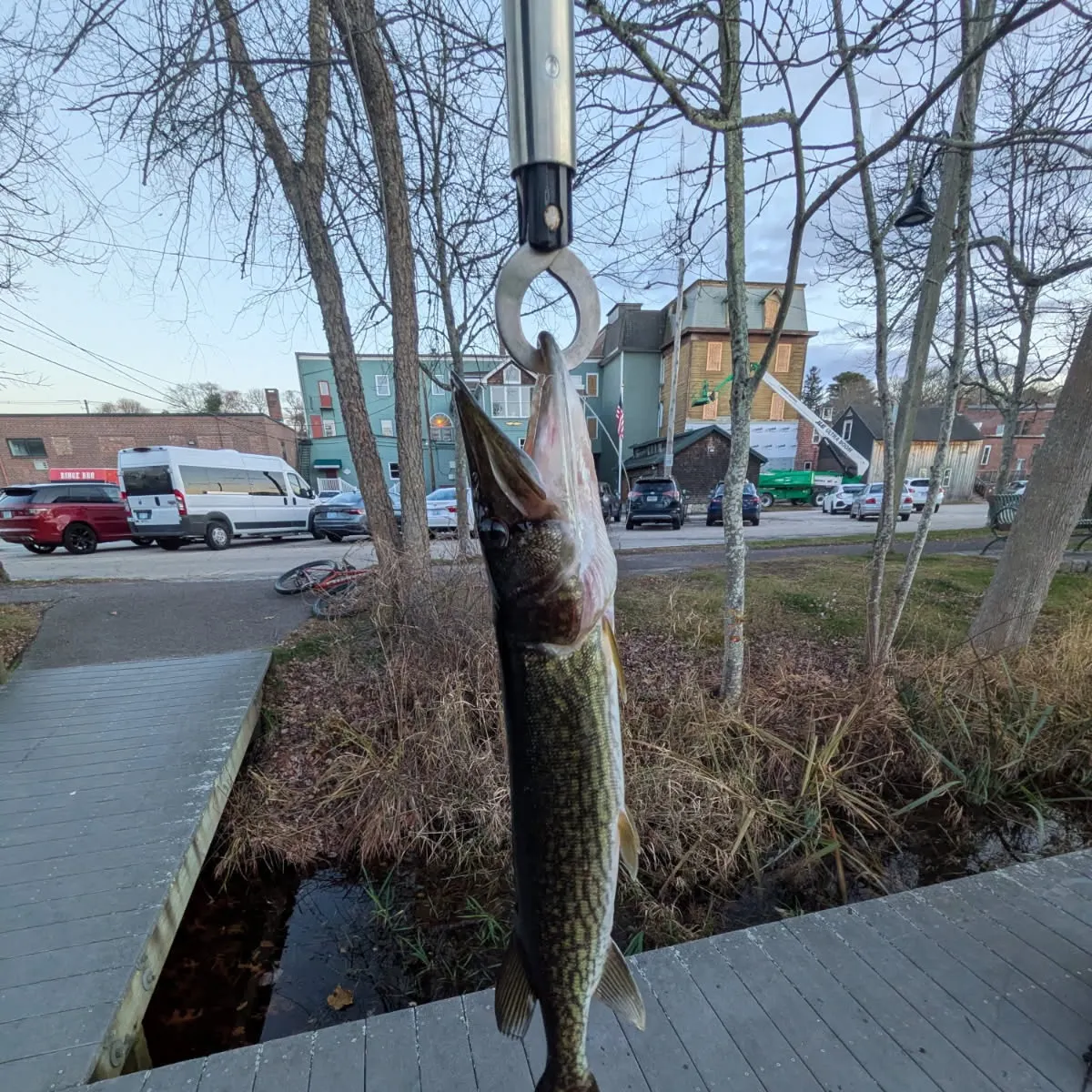 The most recent Grass pickerel catches on Fishbrain