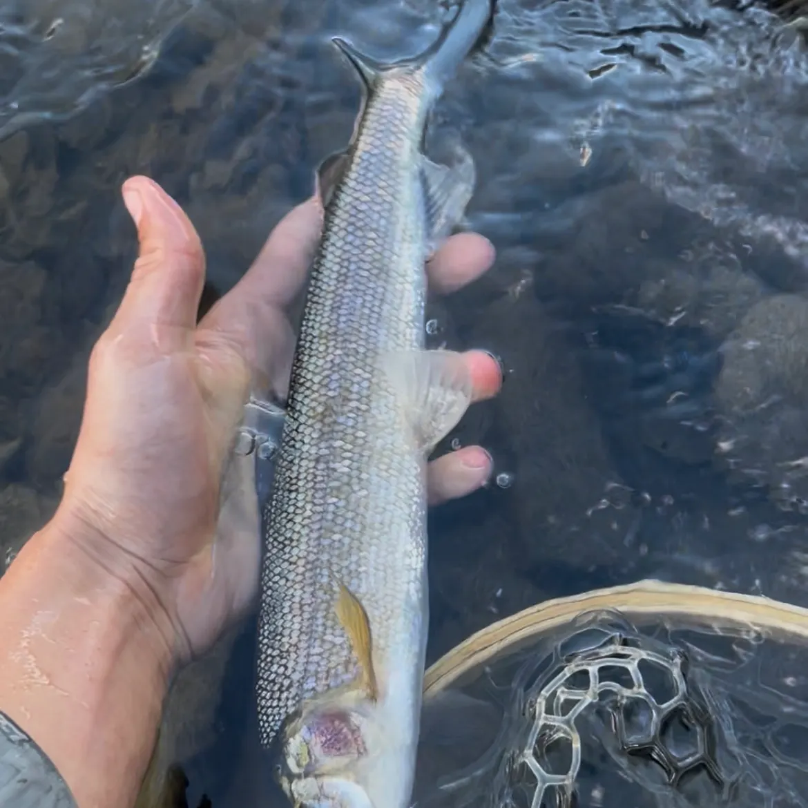 The most recent Mountain whitefish catches on Fishbrain