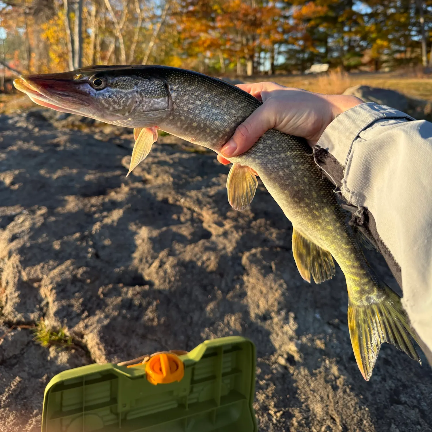 Northern pike caught on Fishbrain