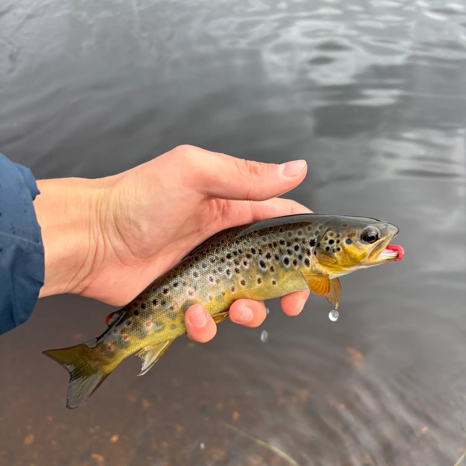 Brown trout caught on Fishbrain