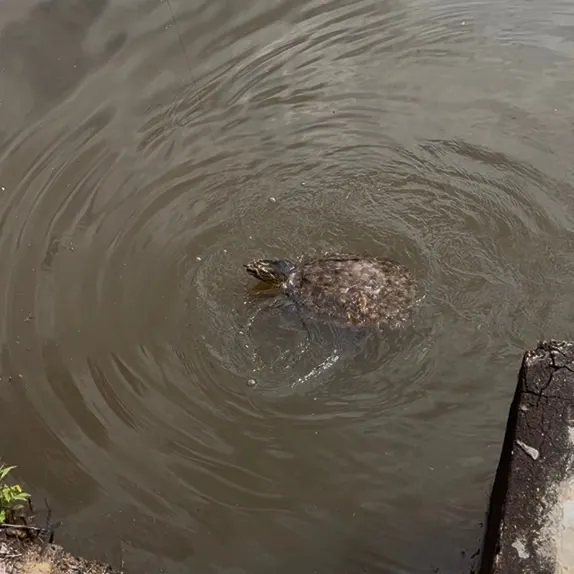 Florida softshell turtle caught on Fishbrain