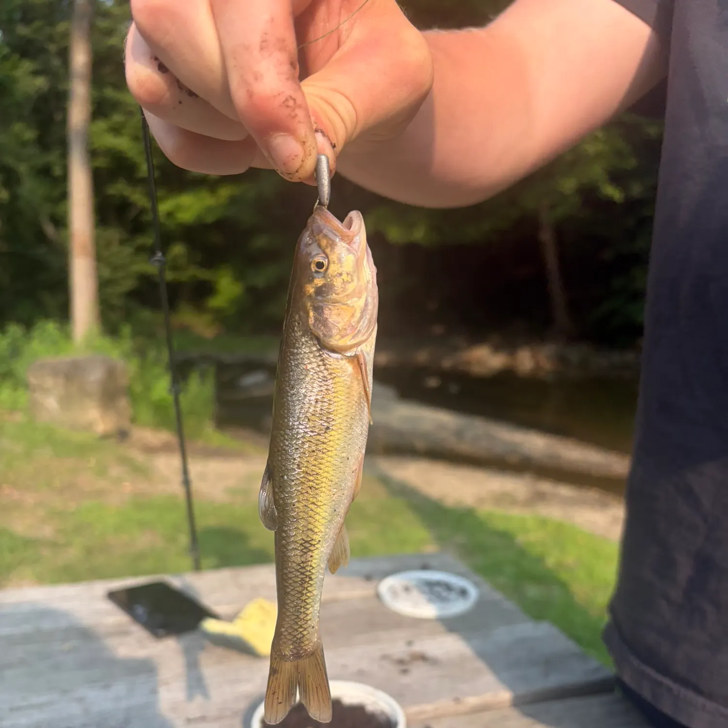 Creek chub caught on Fishbrain