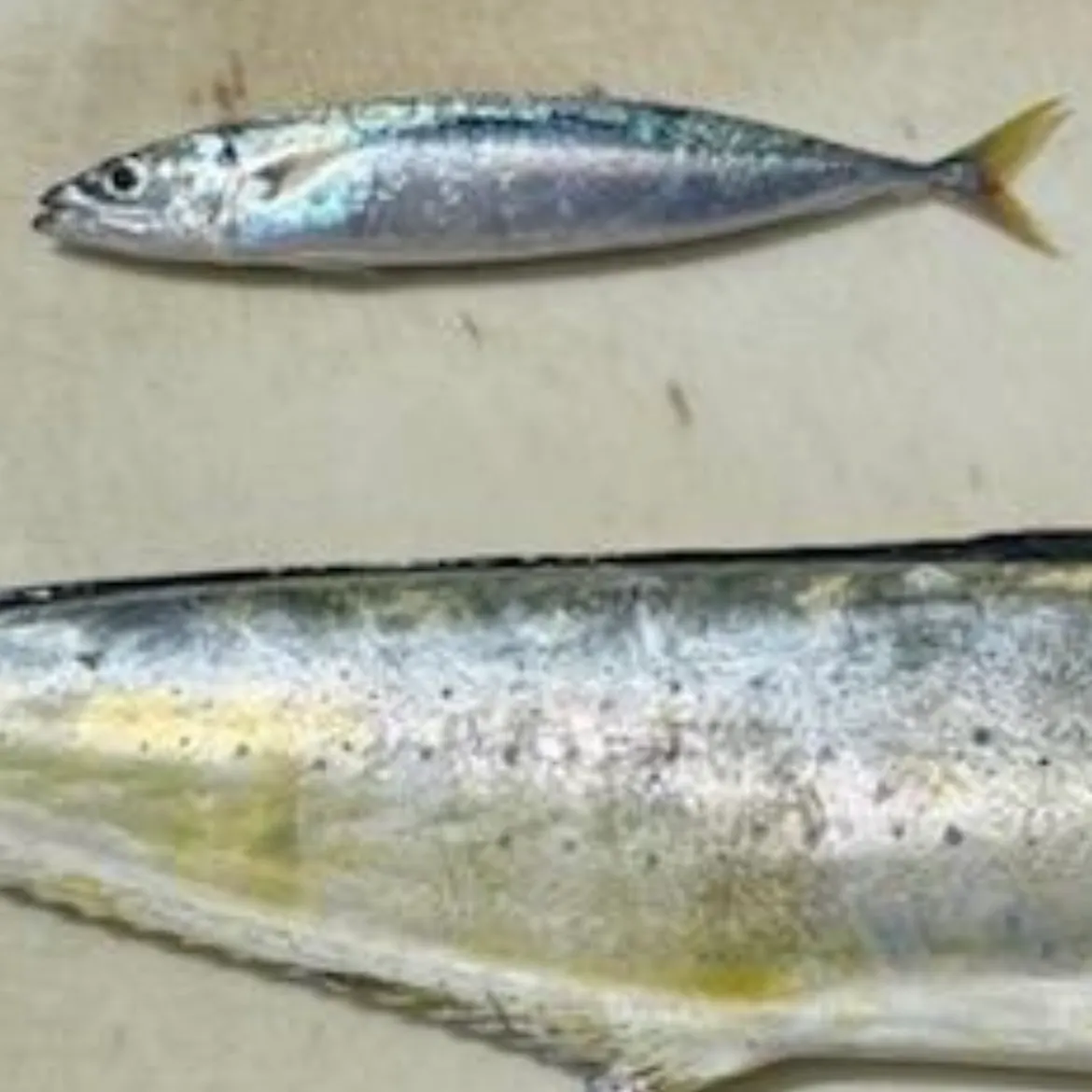 Pacific chub mackerel caught on Fishbrain
