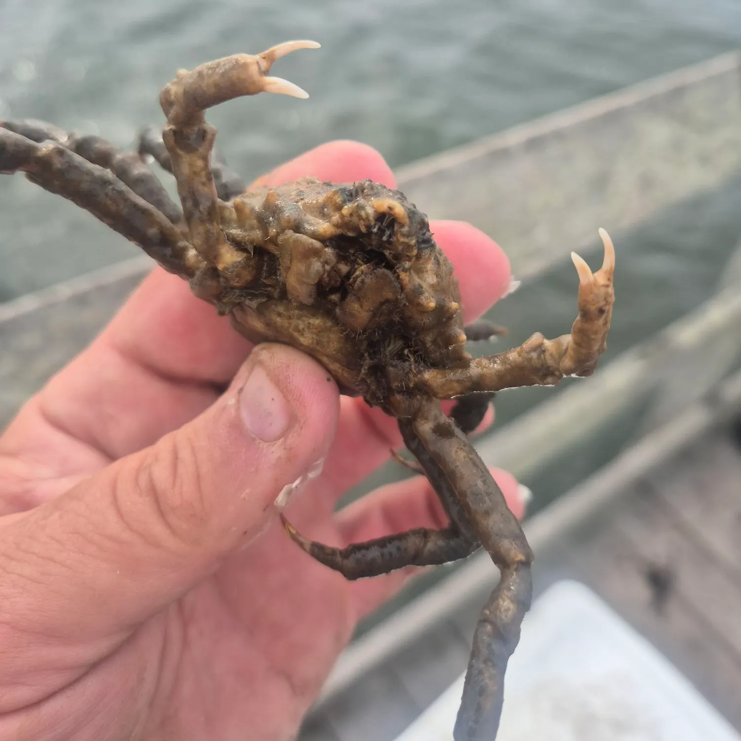 The most recent European spider crab catches on Fishbrain