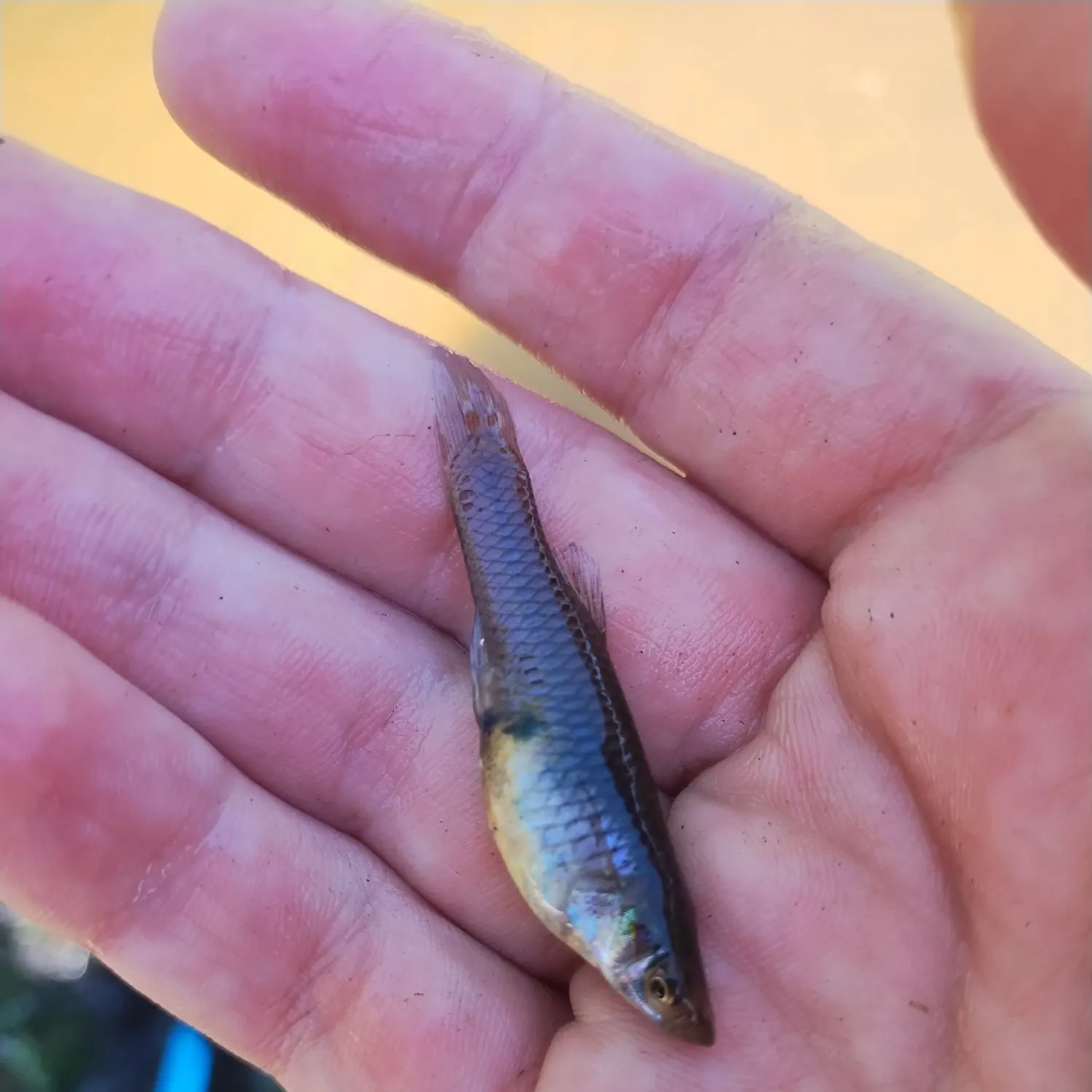 The most recent Western mosquitofish catches on Fishbrain