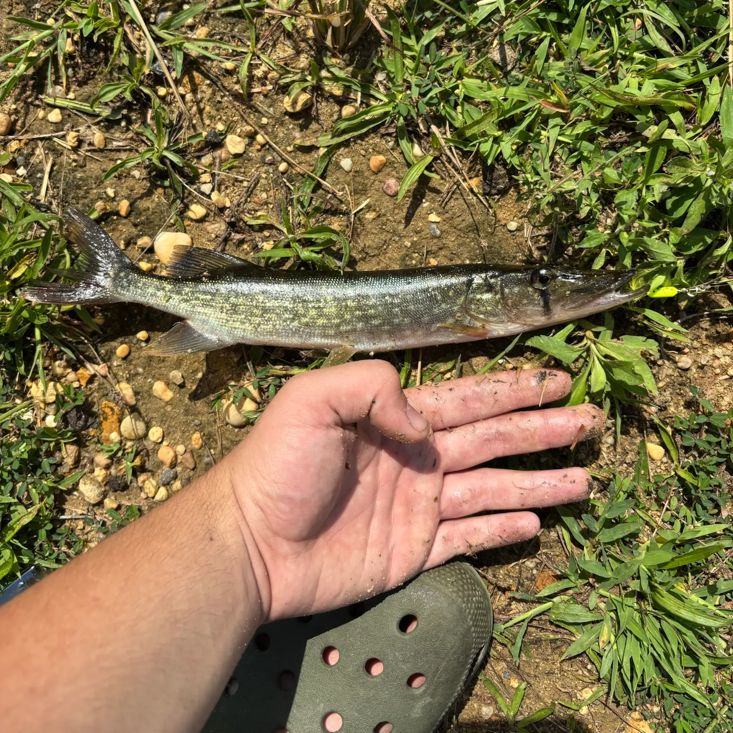 Chain pickerel caught on Fishbrain