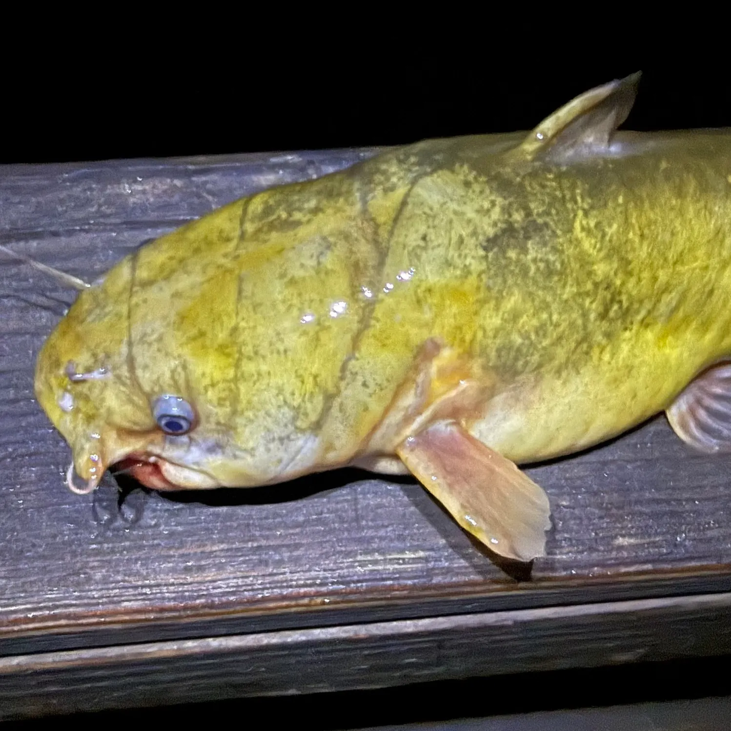 Yellow bullhead caught on Fishbrain