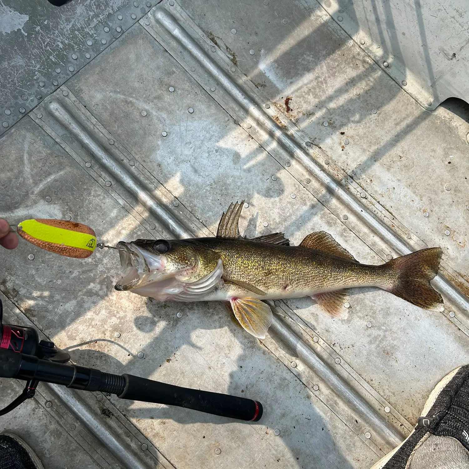 recently logged catches