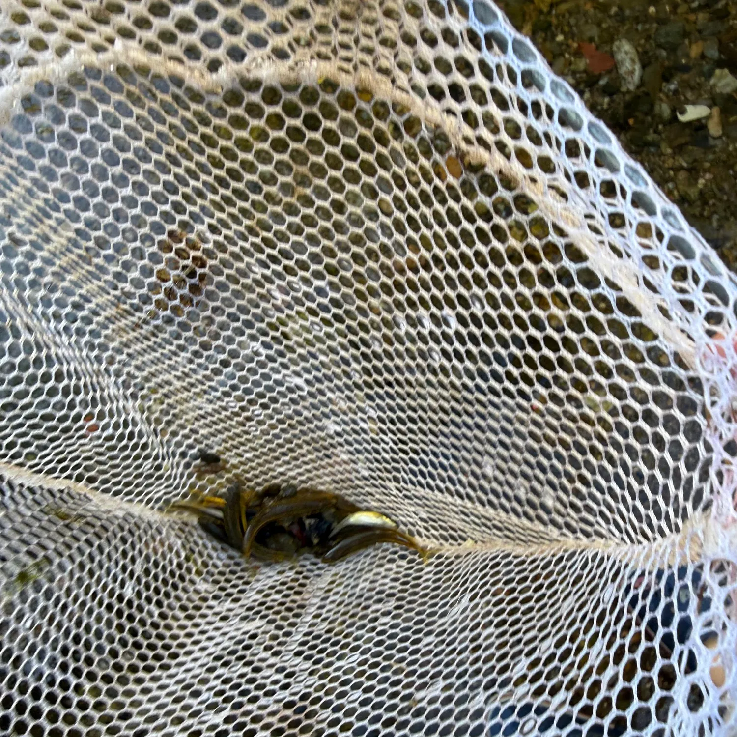 Eastern blacknose dace caught on Fishbrain