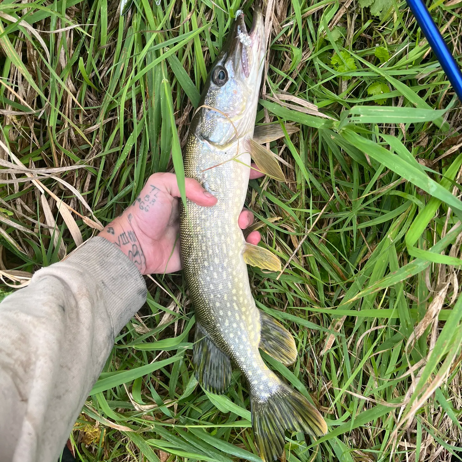 Northern pike caught on Fishbrain