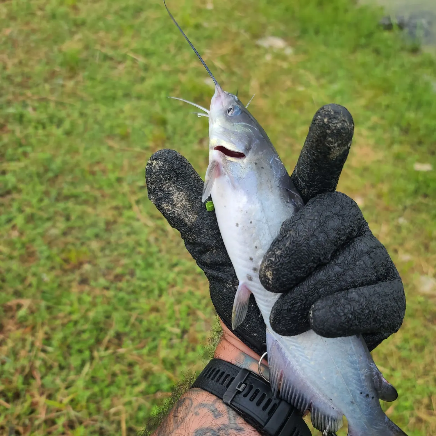 Channel catfish caught on Fishbrain