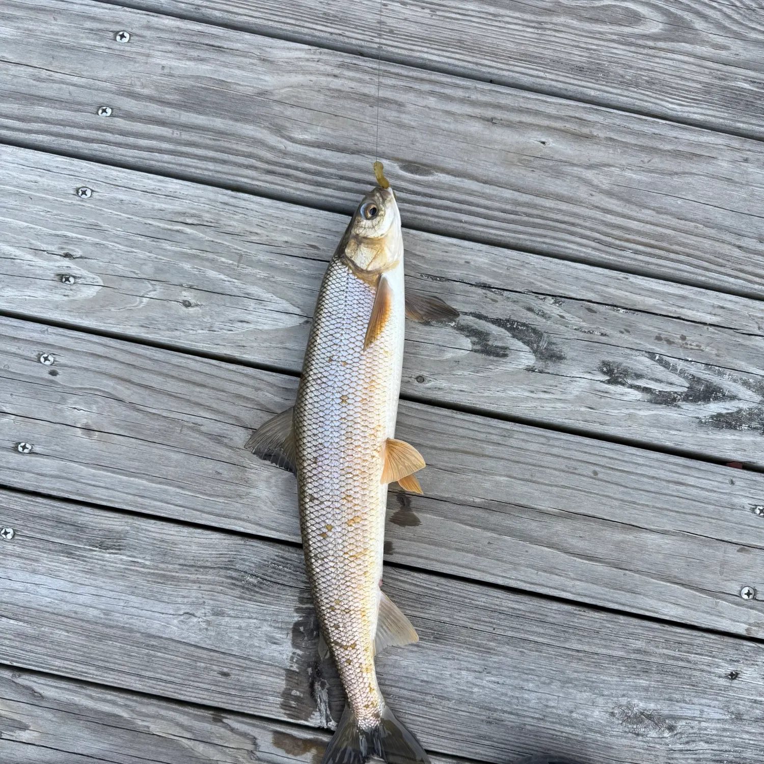 The most recent Round whitefish catches on Fishbrain
