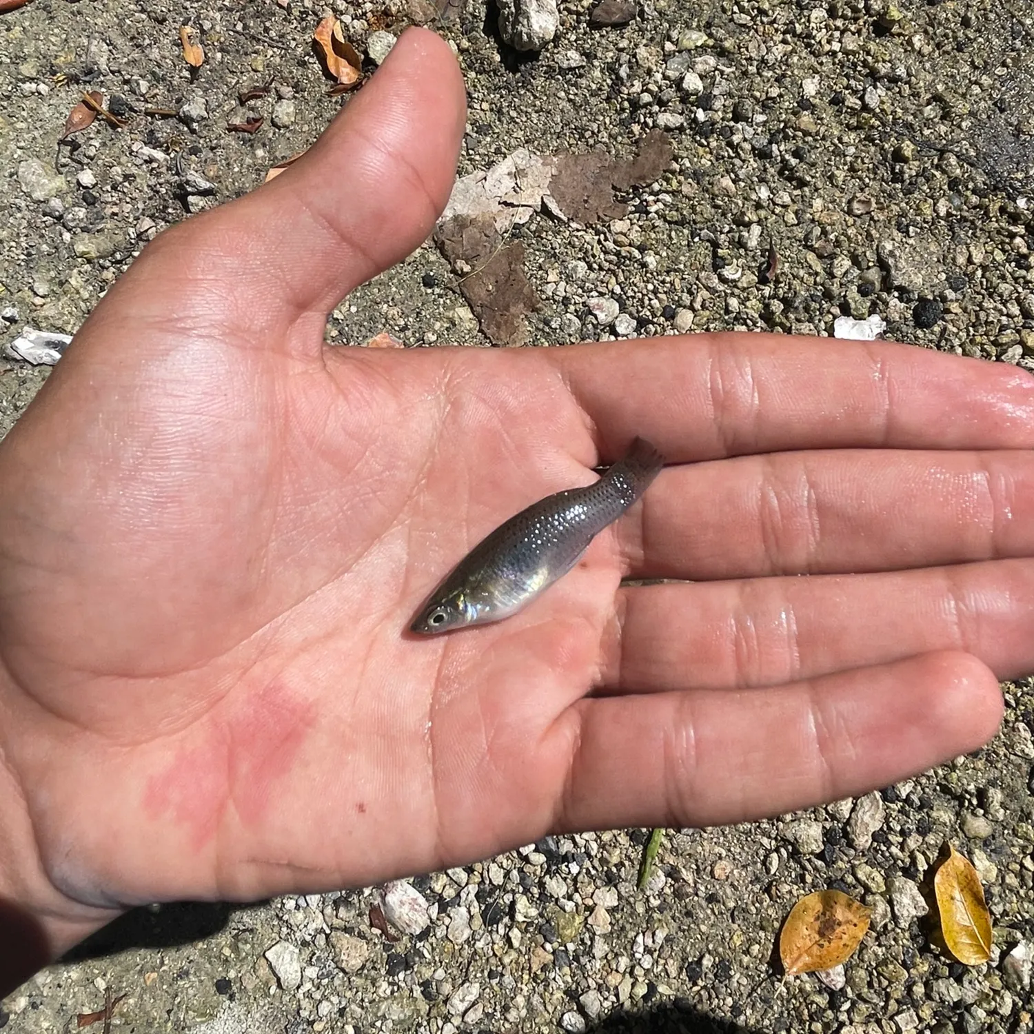 The most recent Shortfin molly catches on Fishbrain