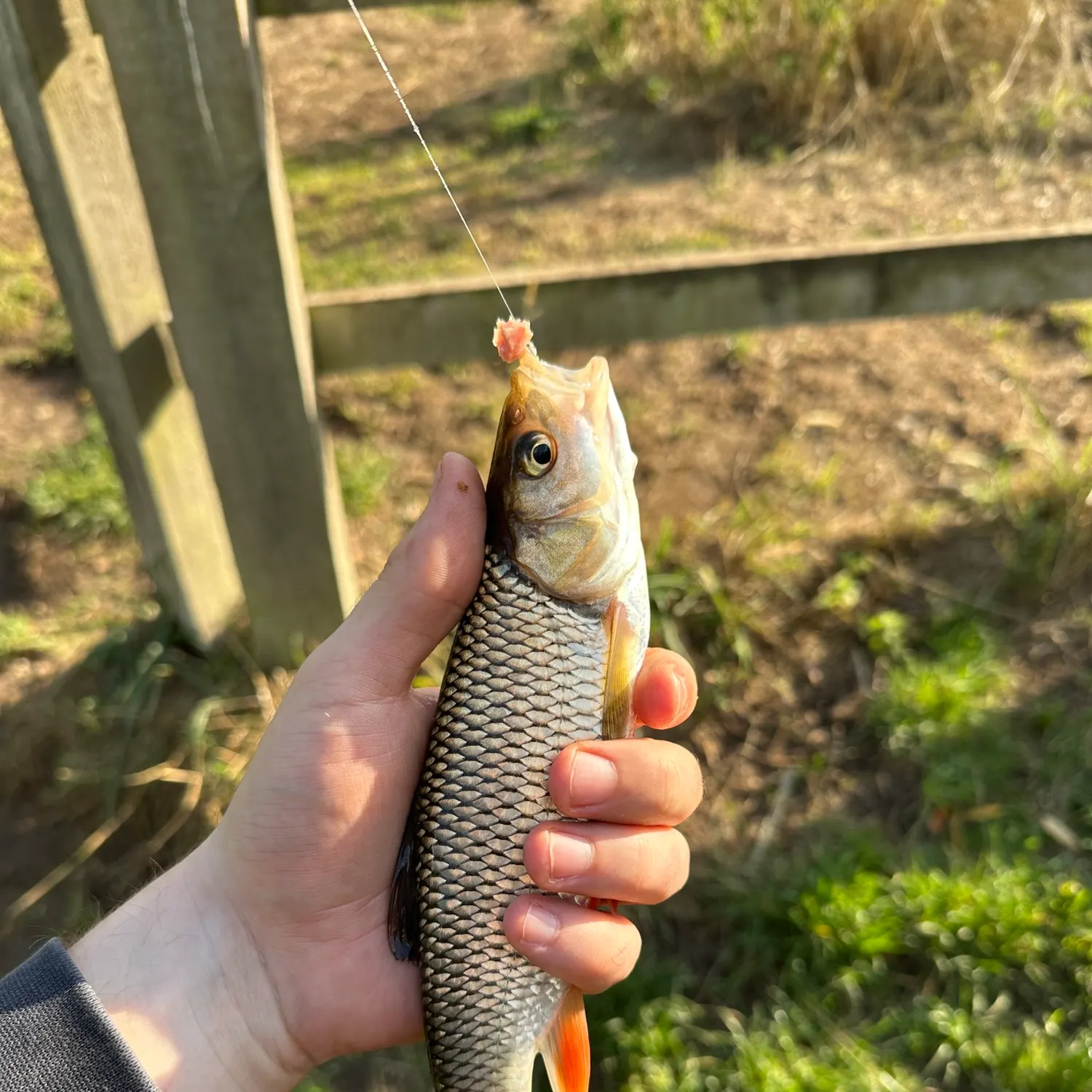 European chub caught on Fishbrain