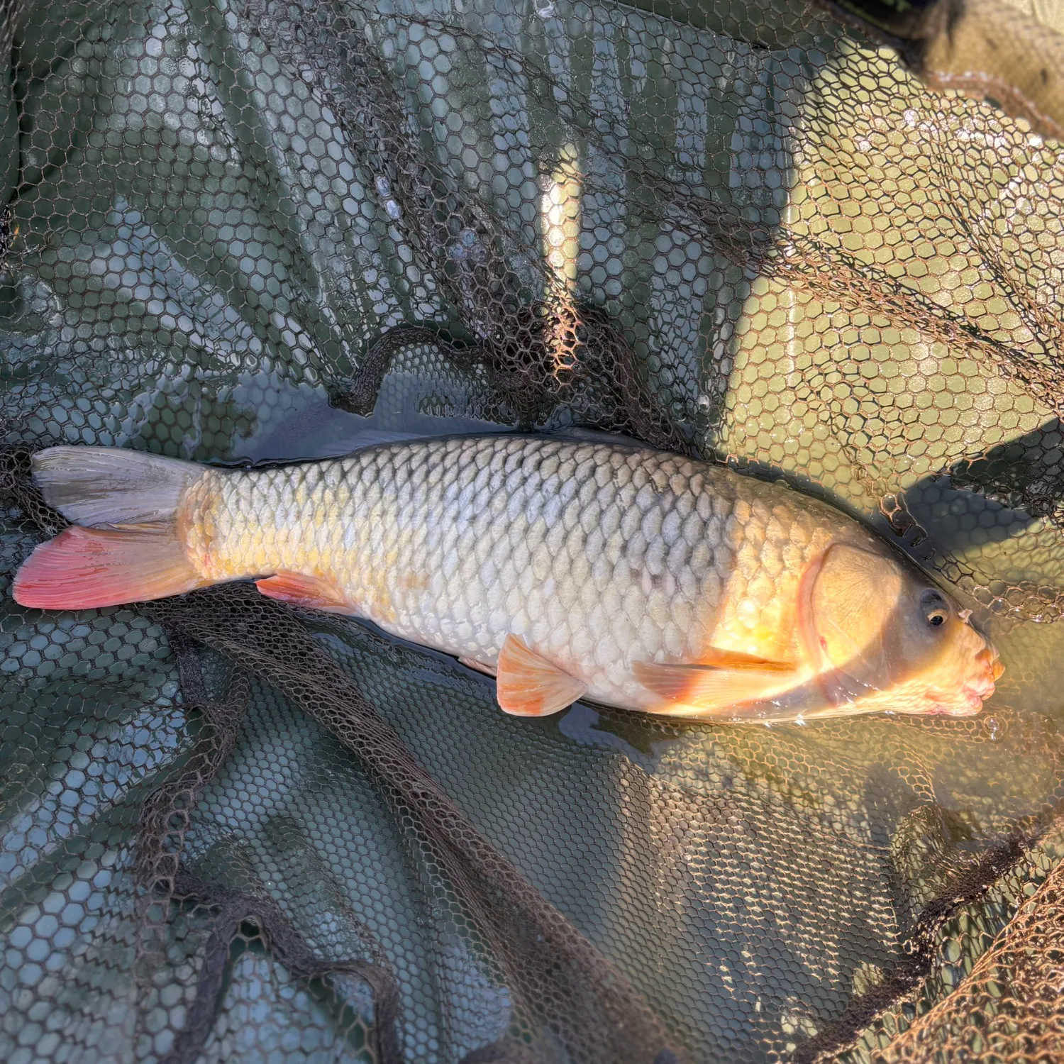 Common carp caught on Fishbrain