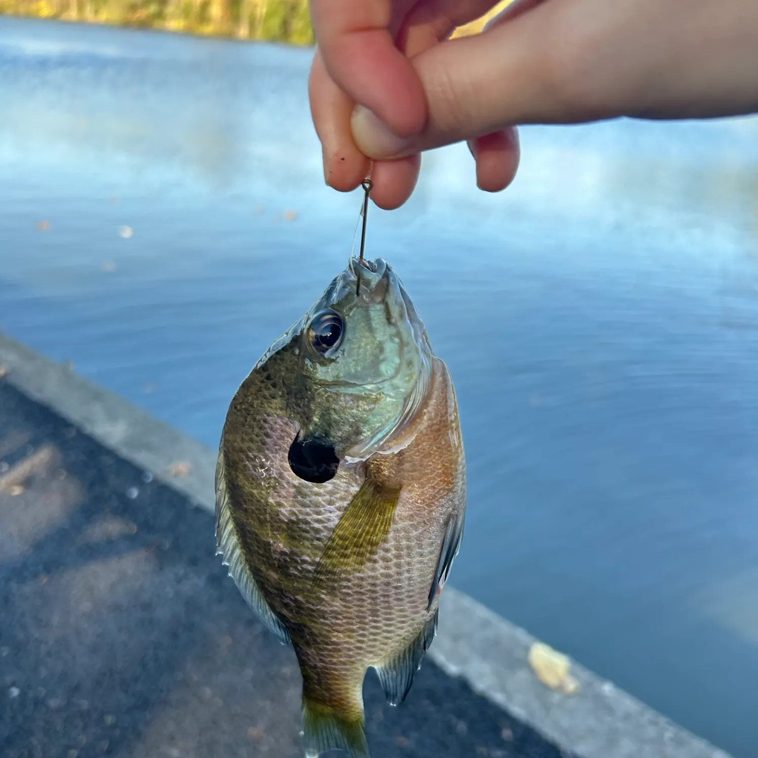 Bluegill caught on Fishbrain