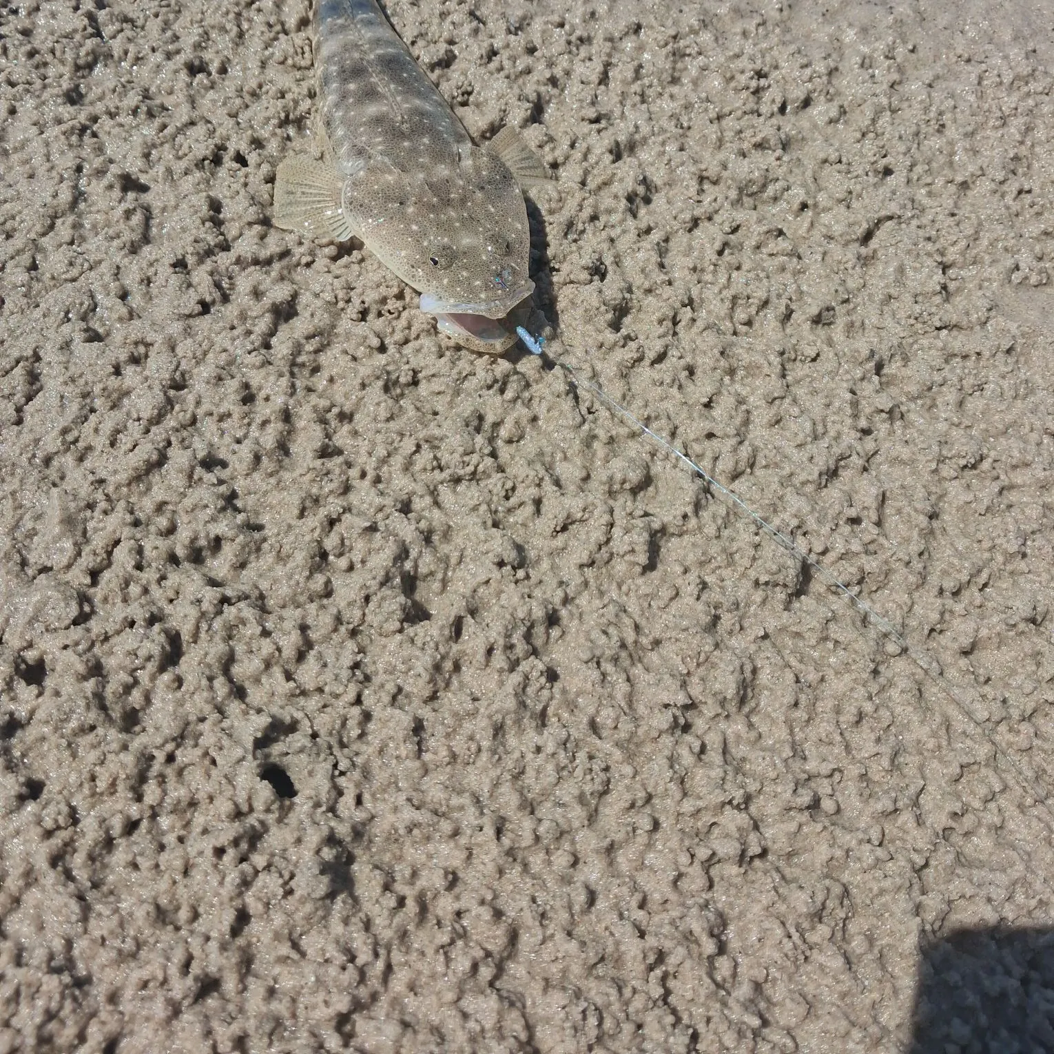 Fish caught on Fishbrain