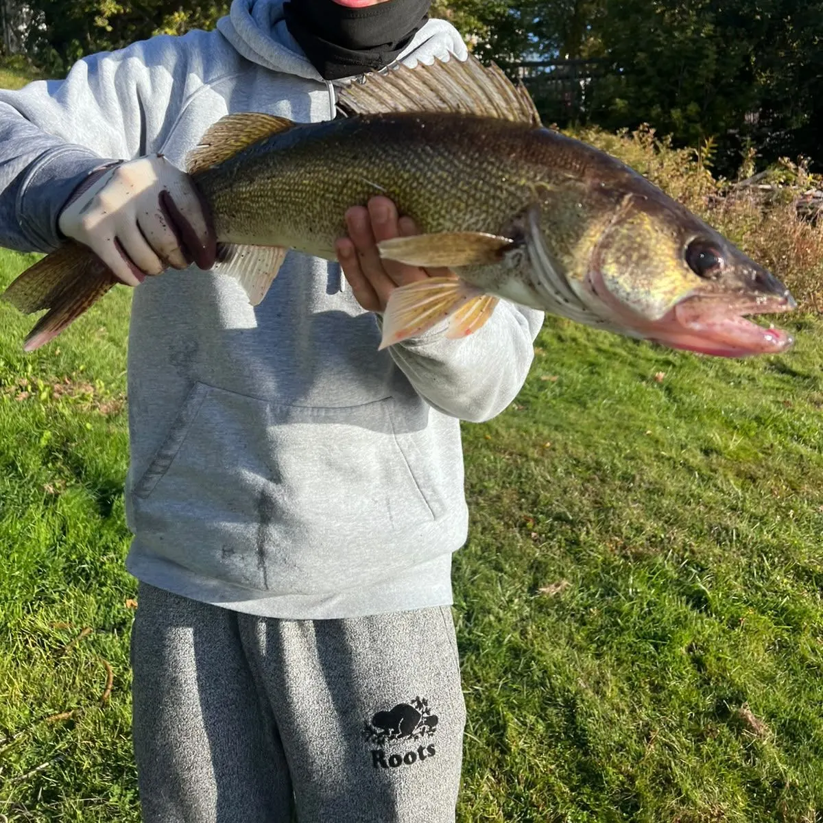 Walleye caught on Fishbrain