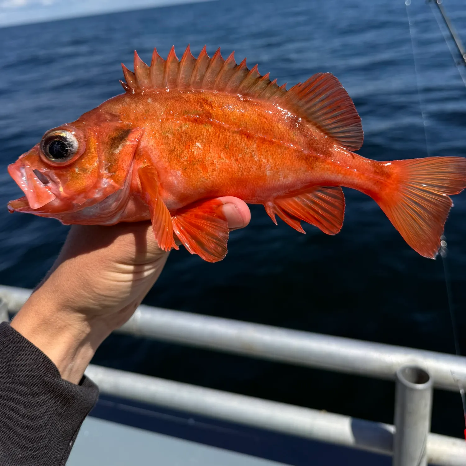 The most recent Acadian Redfish catches on Fishbrain