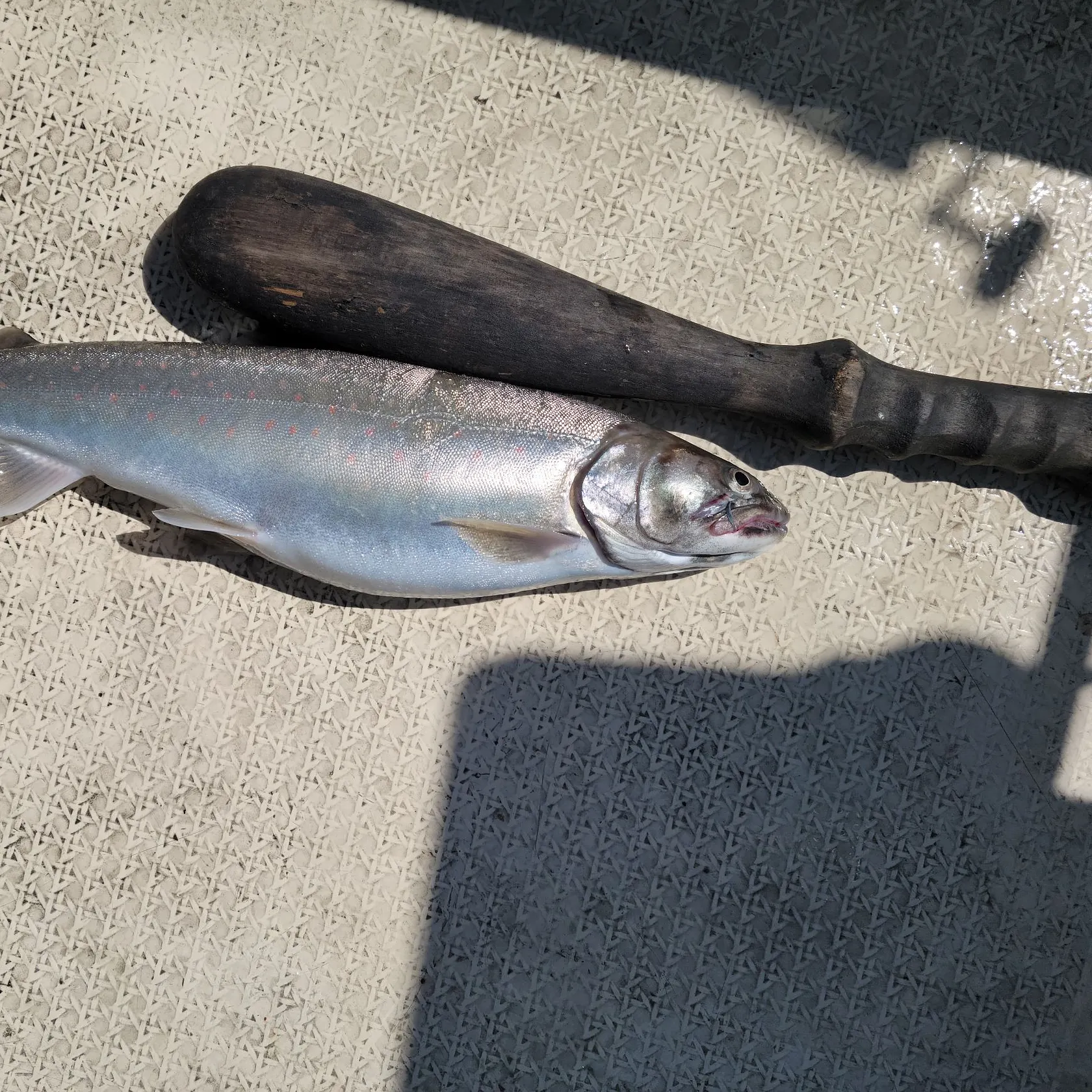 The most recent Dolly varden catches on Fishbrain