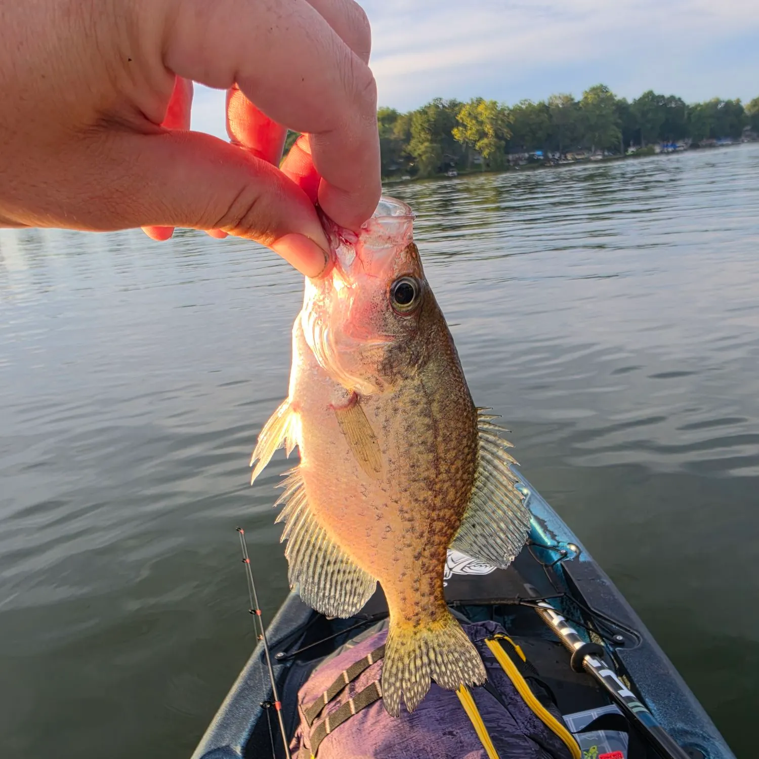 Black crappie caught on Fishbrain