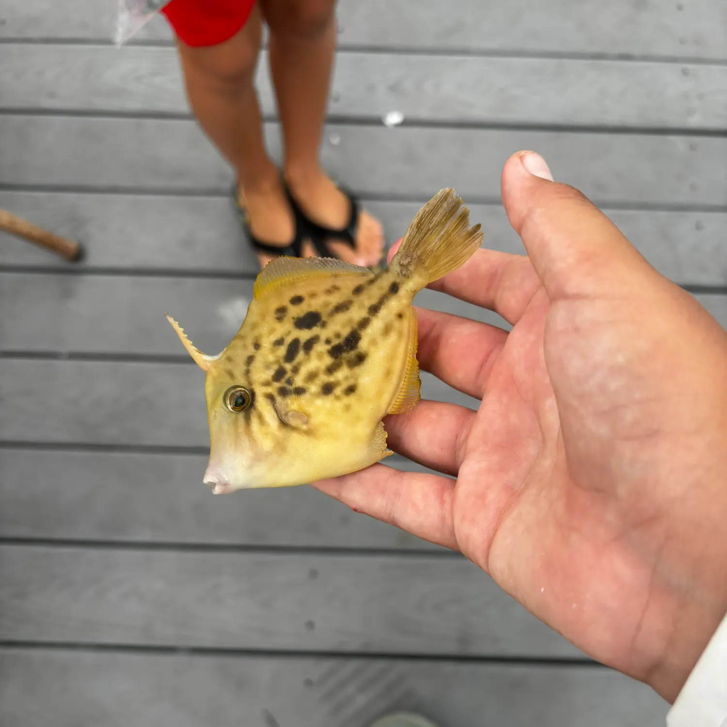 The most recent Thread-sail filefish catches on Fishbrain
