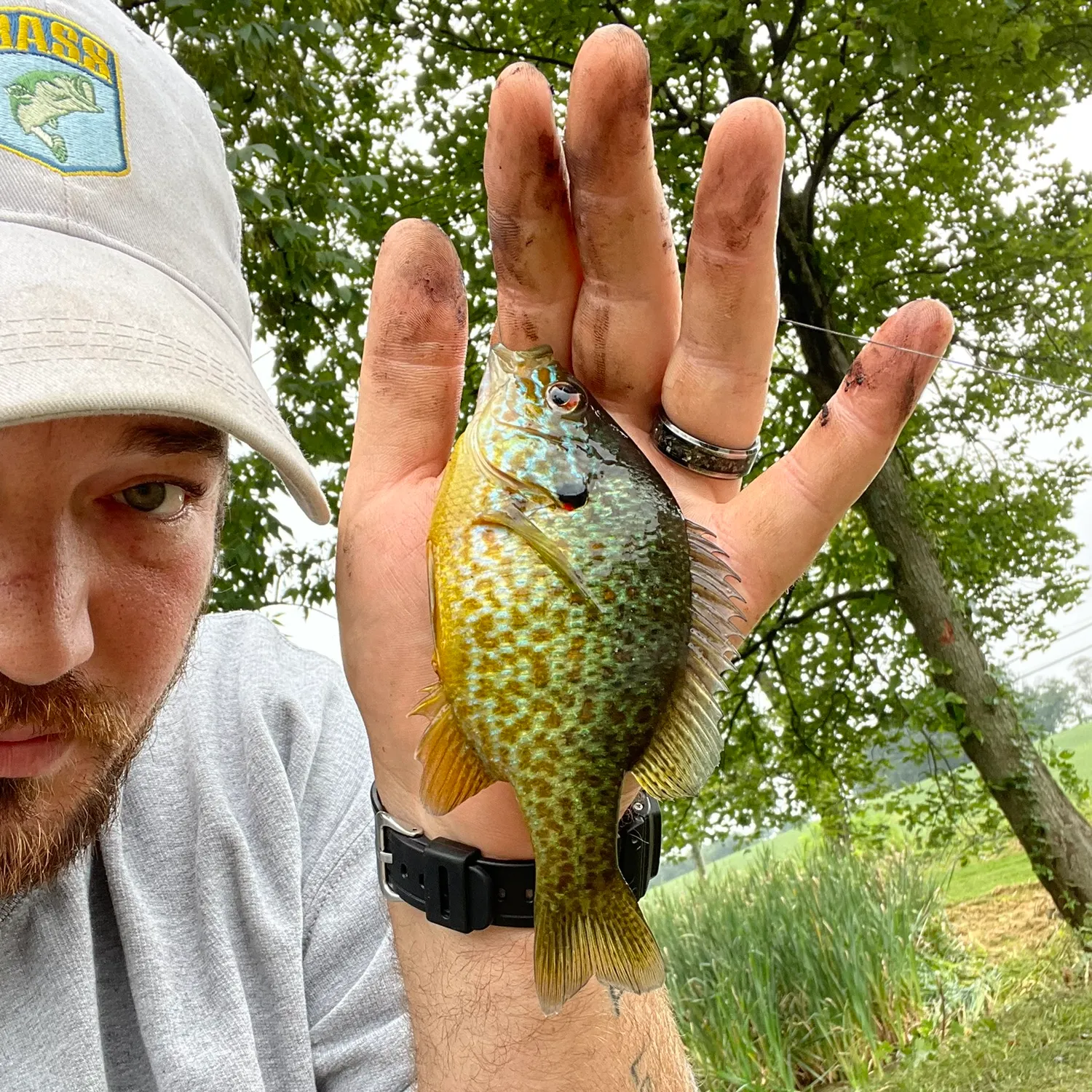 Pumpkinseed caught on Fishbrain