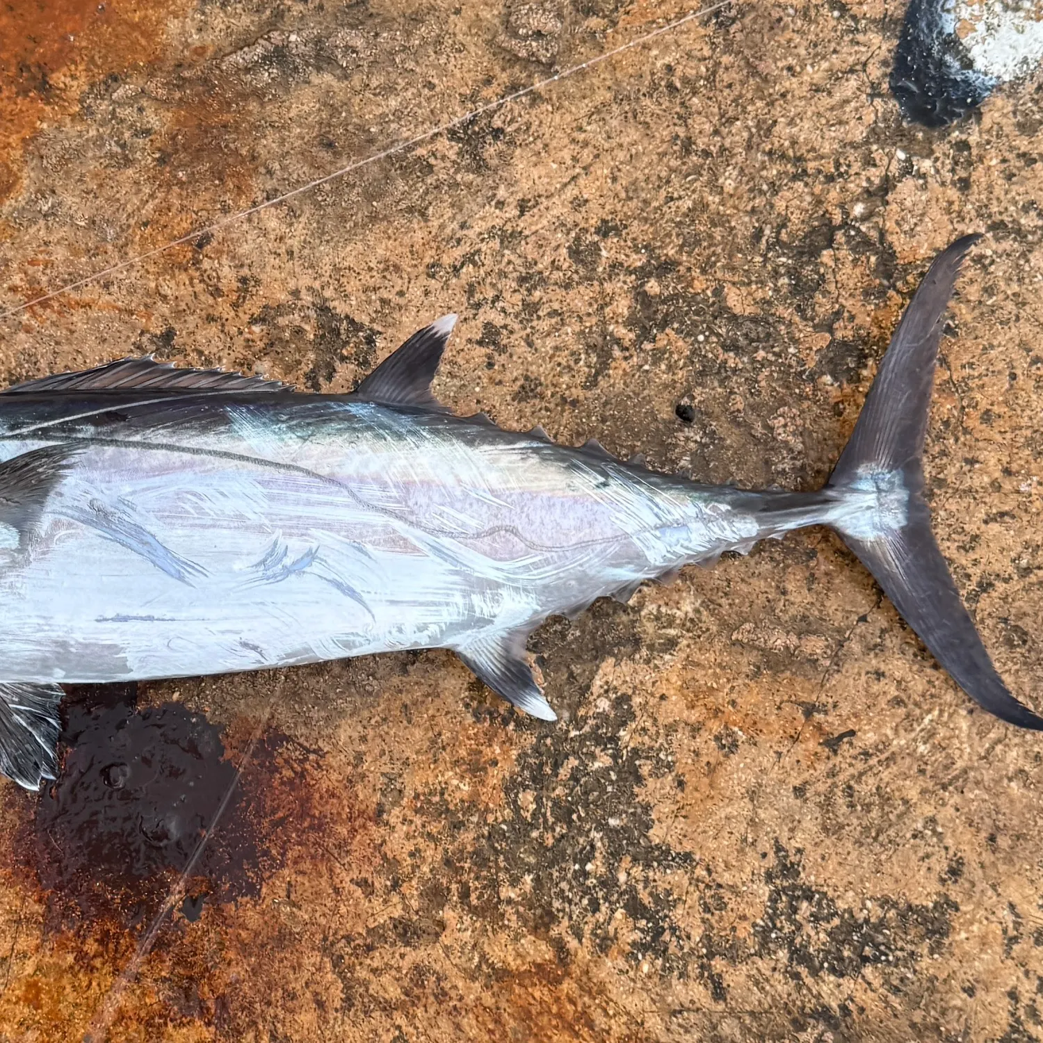 The most recent Dogtooth tuna catches on Fishbrain