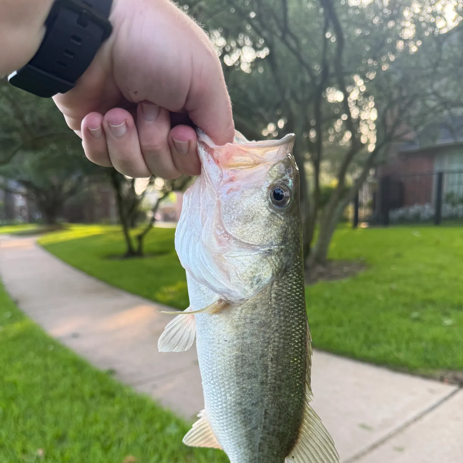 catch