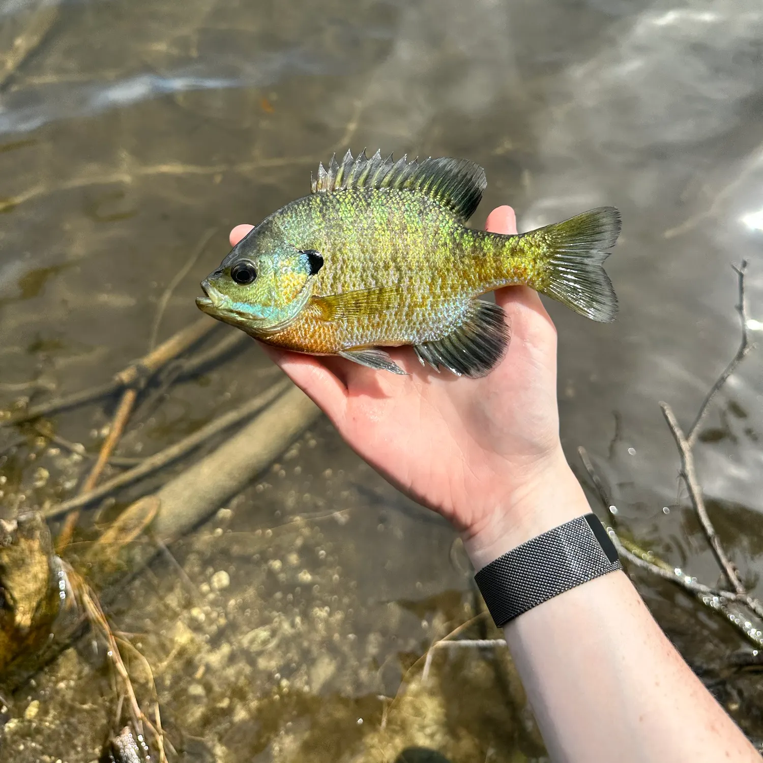 Bluegill caught on Fishbrain