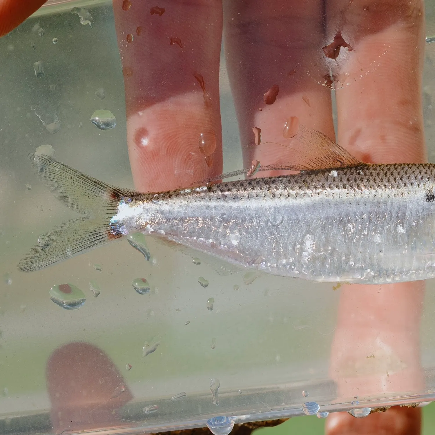 The most recent Threadfin shad catches on Fishbrain