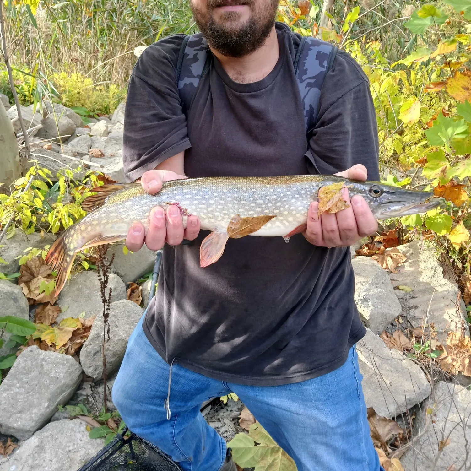 Northern pike caught on Fishbrain
