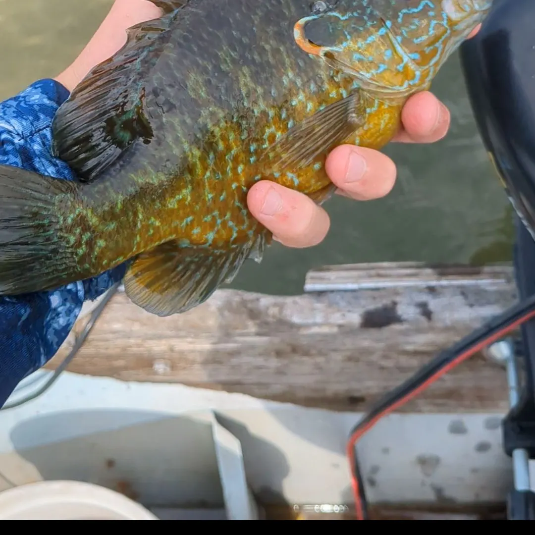 The most recent Pumpkinseed x green sunfish catches on Fishbrain