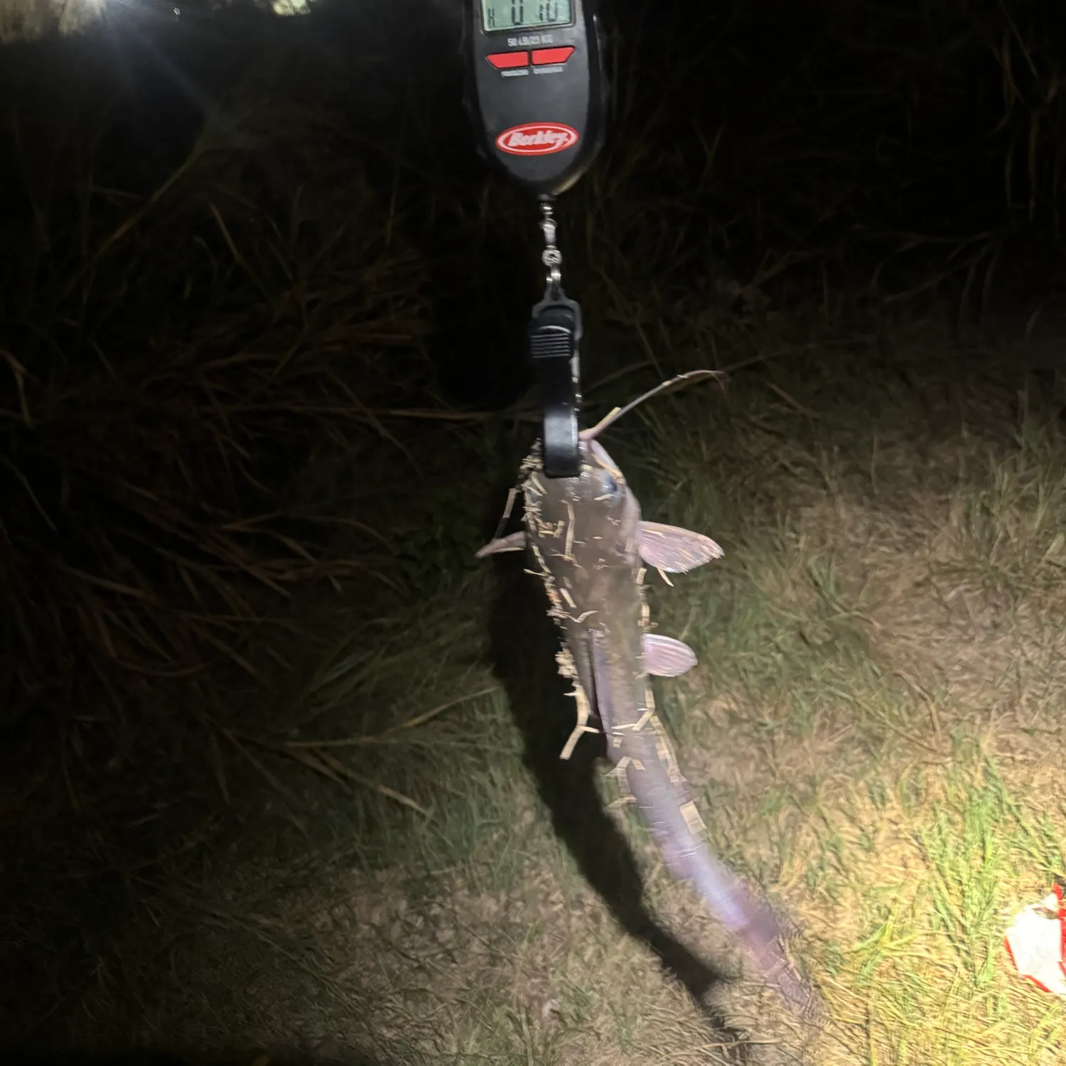 Channel catfish caught on Fishbrain
