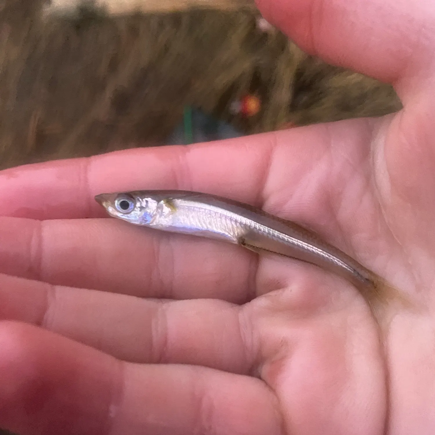 The most recent Atlantic silverside catches on Fishbrain