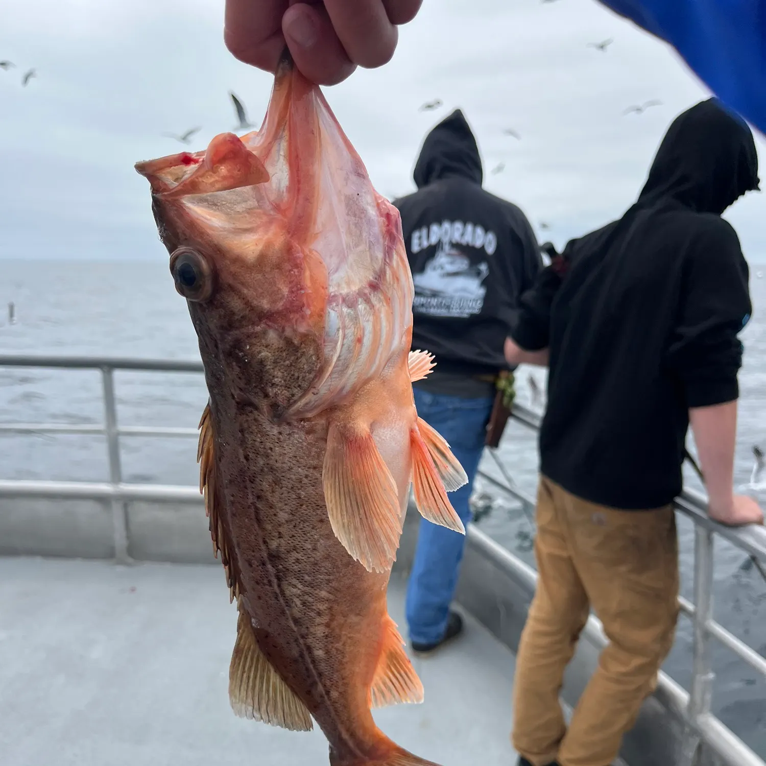 most liked catch image