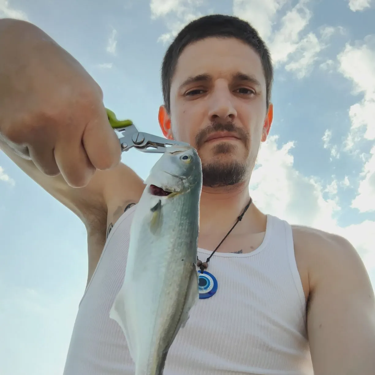 Bluefish caught on Fishbrain