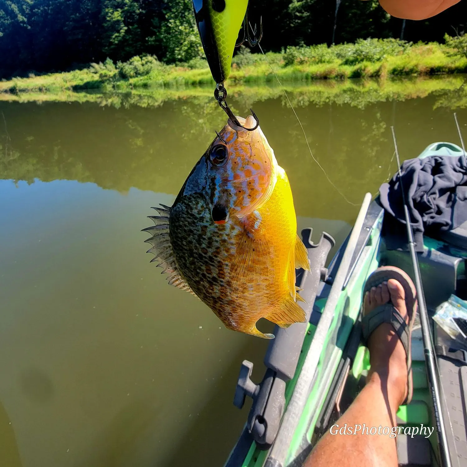 Pumpkinseed caught on Fishbrain