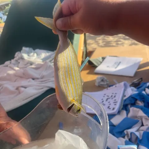 The most recent Yellow-lined grunter catches on Fishbrain