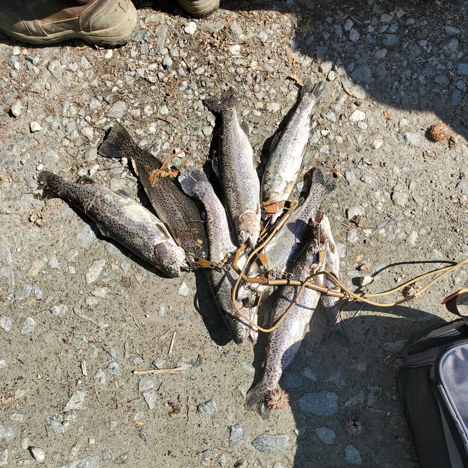 recently logged catches