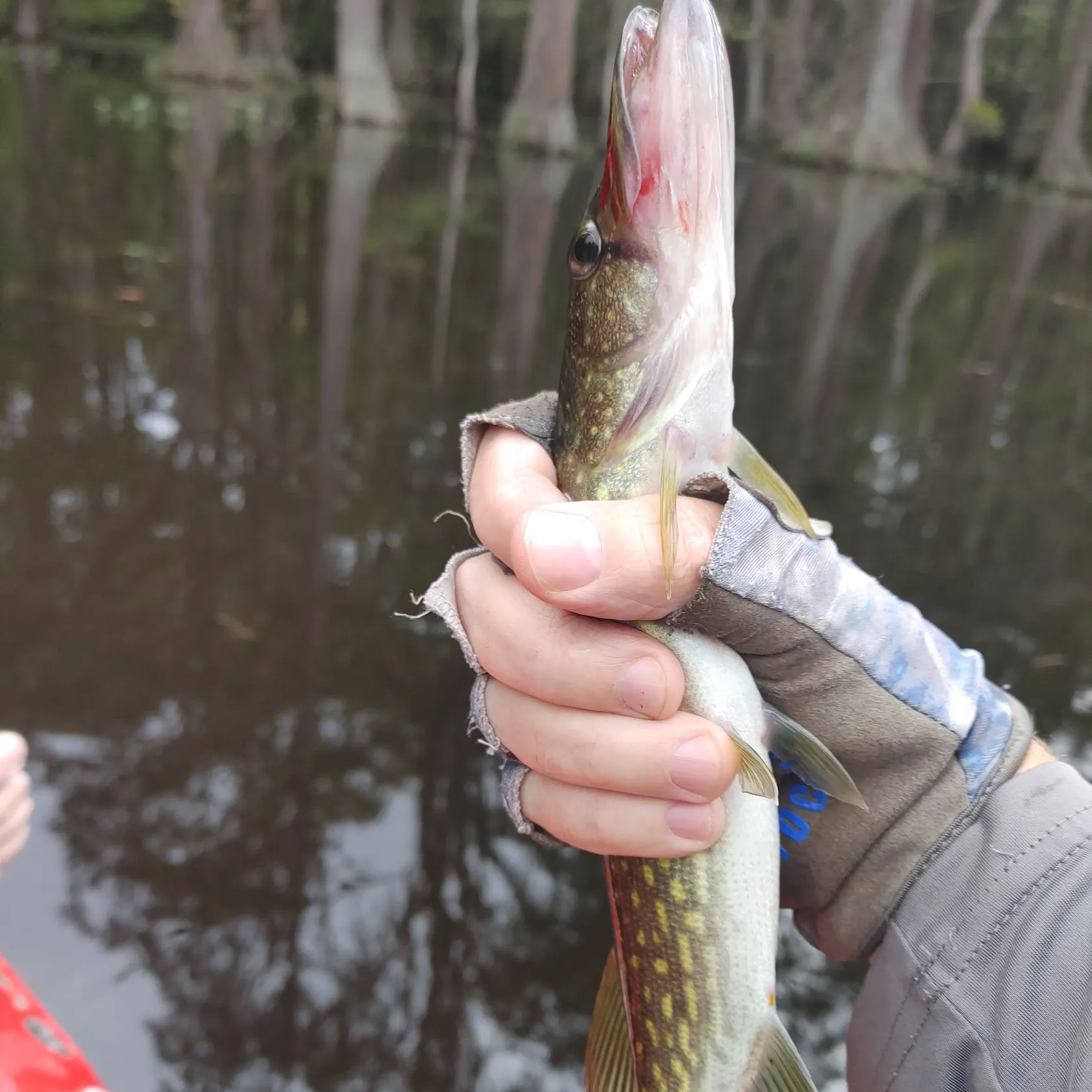 Chain pickerel caught on Fishbrain