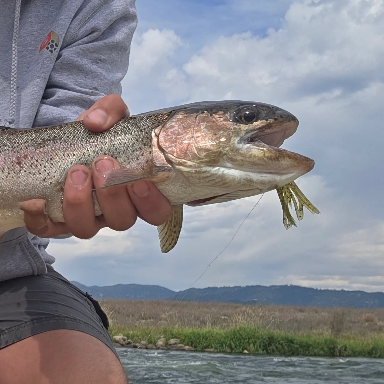 Rainbow trout caught on Fishbrain