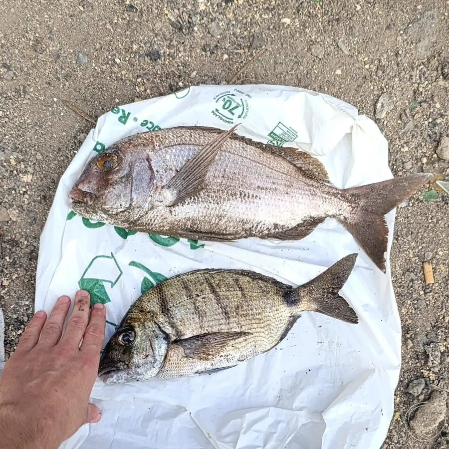 The most recent White seabream catches on Fishbrain