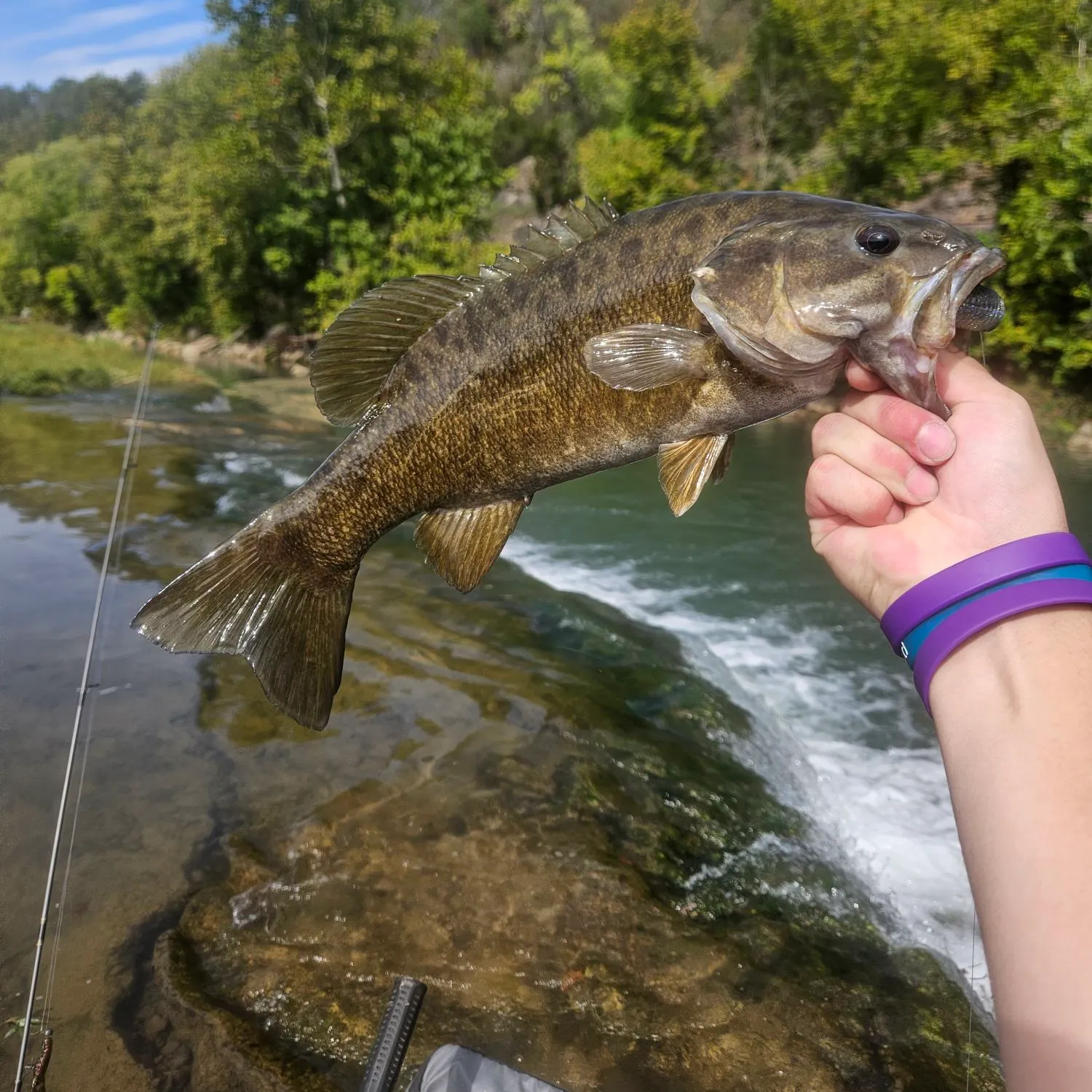 Smallmouth bass caught on Fishbrain