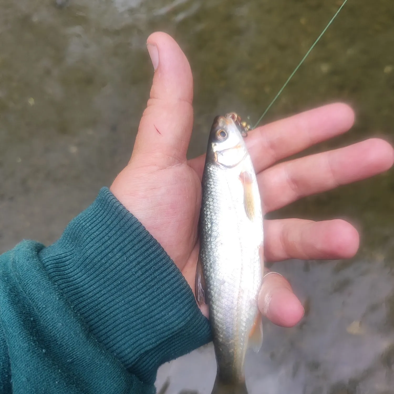 The most recent Vairone catches on Fishbrain