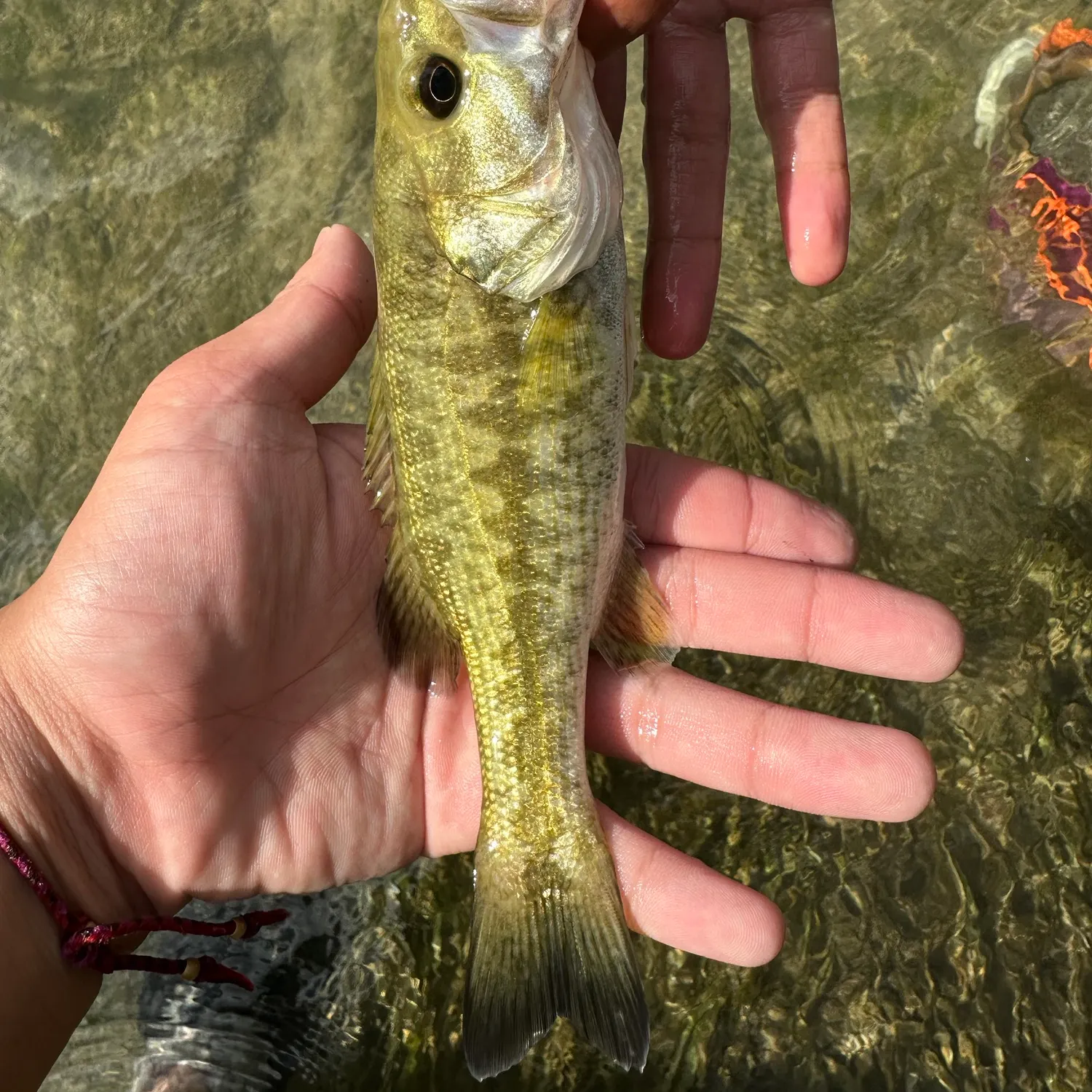 The most recent Guadalupe bass catches on Fishbrain